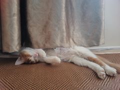 -GalaCity上海歌城(杨浦百联店)