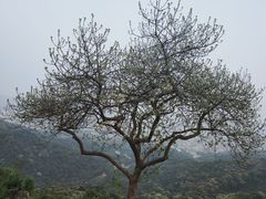 -广州市白云山风景名胜区