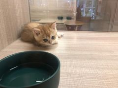 -飞行喵MR PILOT|猫舍·猫咖(静安大融城店)