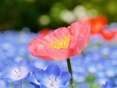 -上海滨江森林公园