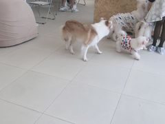 -怪兽屋·羊驼·猫咖·狗咖(俊华广场店)