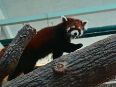 -石家庄市动物园