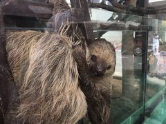 -灵玲国际马戏城