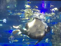 -苏州海洋馆