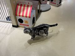 -藏猫猫咖啡主题馆(中央大道店)