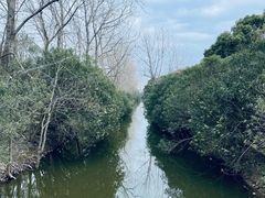 -上海滨江森林公园