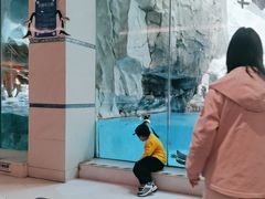 -帝企鹅自助餐厅•儿童岛•真企鹅(长隆企鹅酒店)