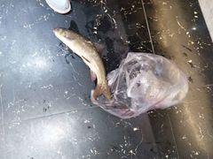 -干老四雅鱼饭店(滨江西路店)