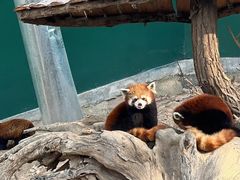 -大连森林动物园