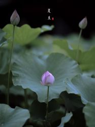 -八角古风摄影