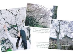 -武汉大学-樱园