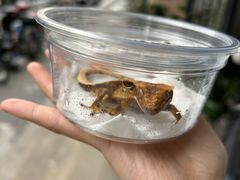 -酷以爬仙阁实体爬宠店·守宫·蜥蜴·专业繁育