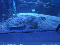 -太平洋海底世界