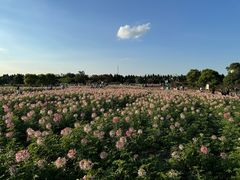 -荷兰花海