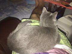 -猫大福·Fortune Cat猫舍(百子湾店)