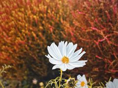 -花开海上生态园