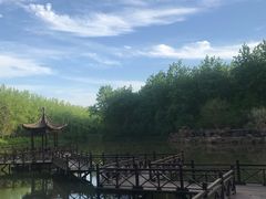 -合肥滨湖国家森林公园