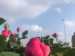 -蓉李记成都名小吃(合肥包河万达店)