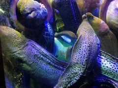 -太平洋海底世界