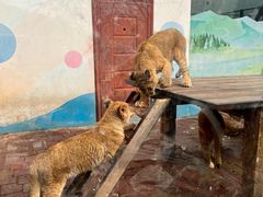 -大连森林动物园