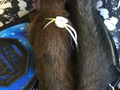 -雨林宠物医院 非犬猫异宠专科
