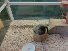 -more than meow吴止猫主题餐厅(承德 中船汇店)