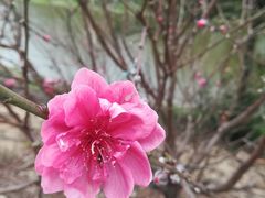 -南国桃园旅游度假区