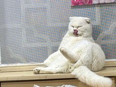 -猫小院猫主题餐厅(南锣旗舰店)