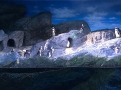 -暹罗海洋世界