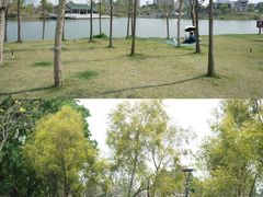 -王借岗森林公园