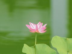 -莫愁湖公园