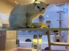 -爪爪喵星球·猫舍(前海卓越店)