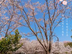 -径山花海