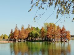 -贡湖湾湿地公园