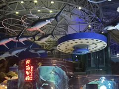 -烟台海昌鲸鲨海洋公园