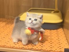 -欣宠猫屋·矮脚拿破仑·蓝金金渐层