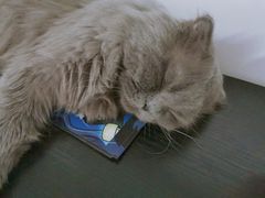 -我爱猫咪·猫咖·狗咖·安哥拉兔·羊驼咖(小寨华旗店)