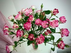-双季花艺园艺市场(浦东店)