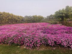 -广东花都香草世界旅游度假区