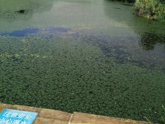 -白鹭湾湿地公园