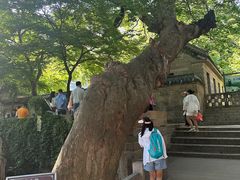 -青岛崂山太清宫