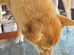 -柴犬高等学院·狗咖·柴犬售卖·宠物训练