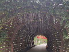 -合肥滨湖国家森林公园