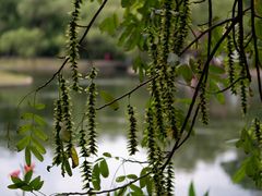 -上海共青森林公园