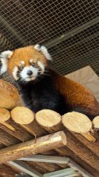 -Zoolung Zoolung动物主题公园(海信广场店)