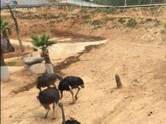 -泉州海丝野生动物世界