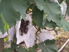 -马陆小张葡萄园农家乐