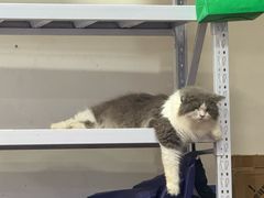 -萌喵咖啡屋(人民东路4号口M16商铺店)