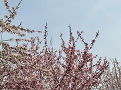 -桃花堤公园
