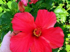 -银湖山郊野公园-相思林